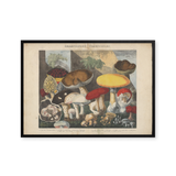 A Tapestry of Fungi