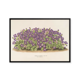 Aubrieta Campbelli