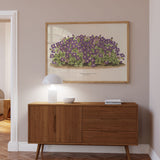 Aubrieta Campbelli