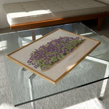Aubrieta Campbelli