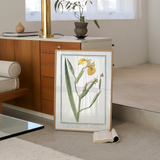 Golden Iris
