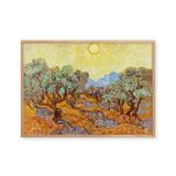 Olive Trees