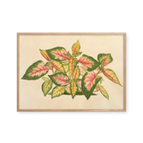alternanthera tricolor