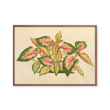 alternanthera tricolor