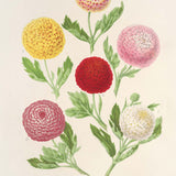 Autumn Chrysanthemums