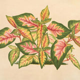 alternanthera tricolor