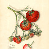 A strawberry Study