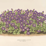 Aubrieta Campbelli