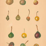 Pears of North Caucasus