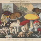 A Tapestry of Fungi