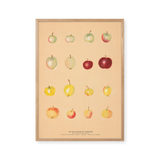 Apples of Caucasus