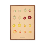 Apples of Caucasus