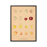 Apples of Caucasus