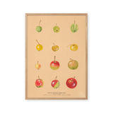 Apples of Middle Asia