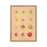 Apples of Middle Asia