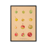 Apples of Middle Asia