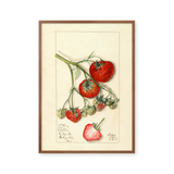 A strawberry Study