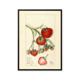A strawberry Study