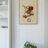 A strawberry Study