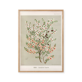 Blossoming Manuka