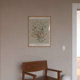 Blossoming Manuka