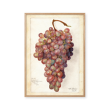 Fresh grapes