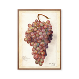 Fresh grapes