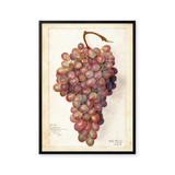 Fresh grapes