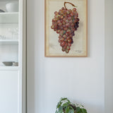 Fresh grapes