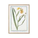 Golden Iris