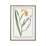Golden Iris