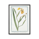 Golden Iris