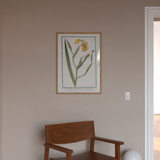 Golden Iris