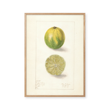 Key lime