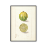 Key lime
