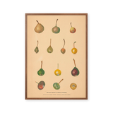 Pears of North Caucasus