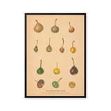 Pears of North Caucasus