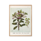 Pittosporum in Bloom