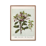 Pittosporum in Bloom
