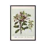 Pittosporum in Bloom
