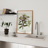 Pittosporum in Bloom