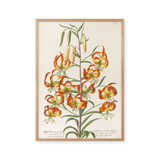 Plantae selectae