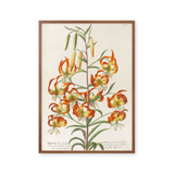 Plantae selectae