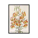 Plantae selectae