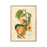 Prunus persica