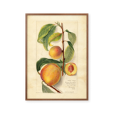 Prunus persica
