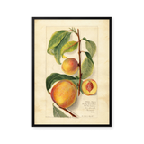 Prunus persica