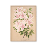 azalea blomst