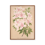 azalea blomst
