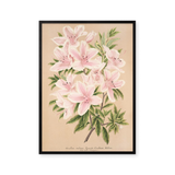 azalea blomst